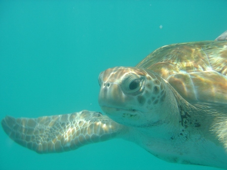 Swim with the Turtles